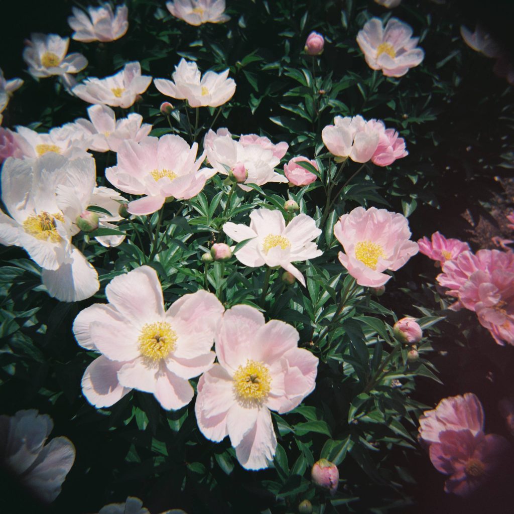 Pink spring peonies in bloom